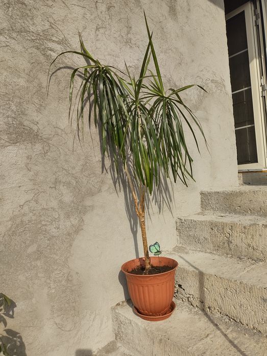 Dracaena Marginata Zamioculcas Cycas Revoluta Schefflera