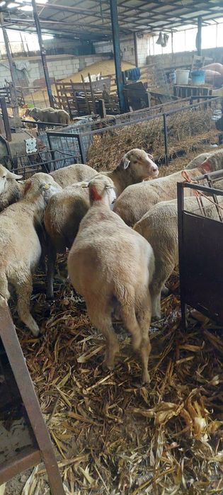 Oii de vanzare merinos
