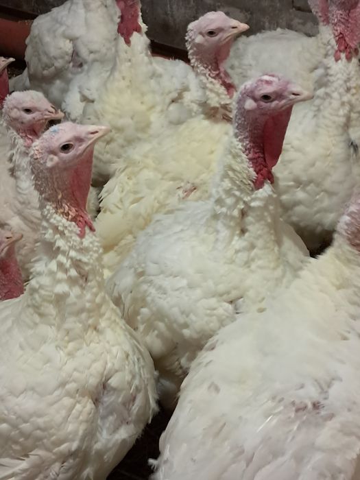 Curcani rasa de carne