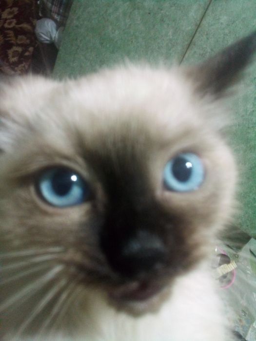 Мишик сотлайди 100 мин