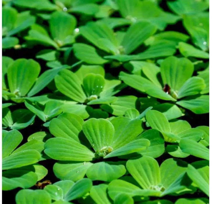 Pistia,salvinia,ceratophyllum plante acvariu
