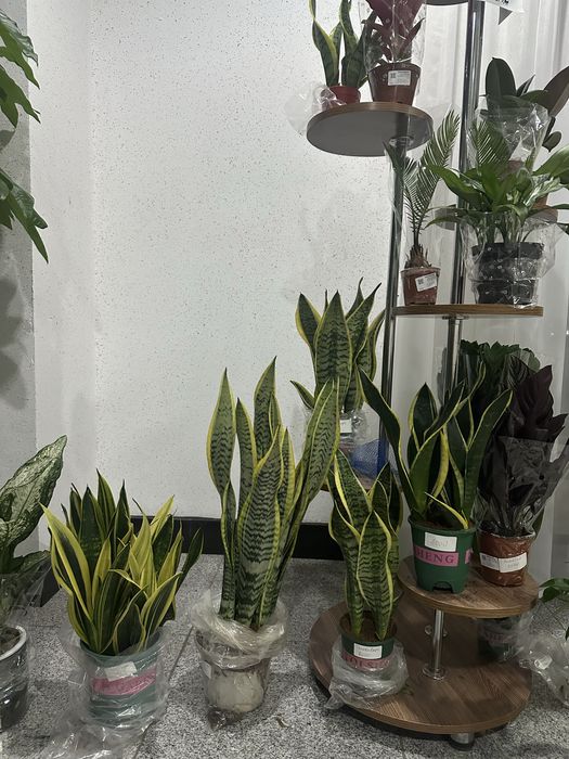 Растение, озеленение, цветок, Сансивьера щучий хвост тещин язык