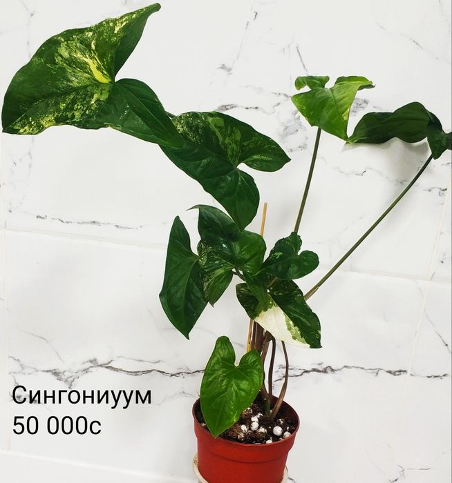 Комнатные цветы.