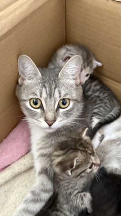 Отдам кошку в добрые руки