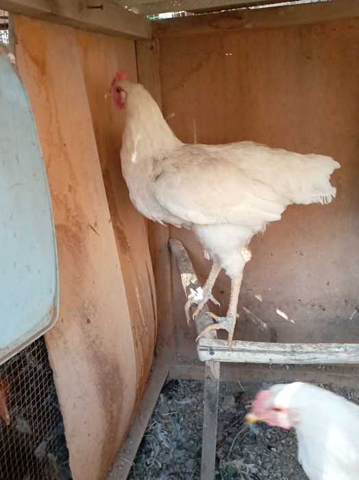 Damashniy Xo'rozlar sotiladi