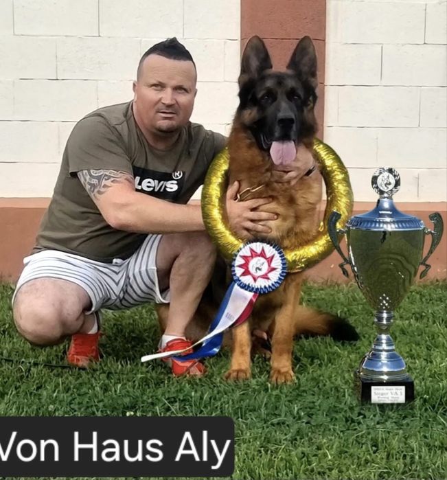Pui Ciobanesc German - linie de show