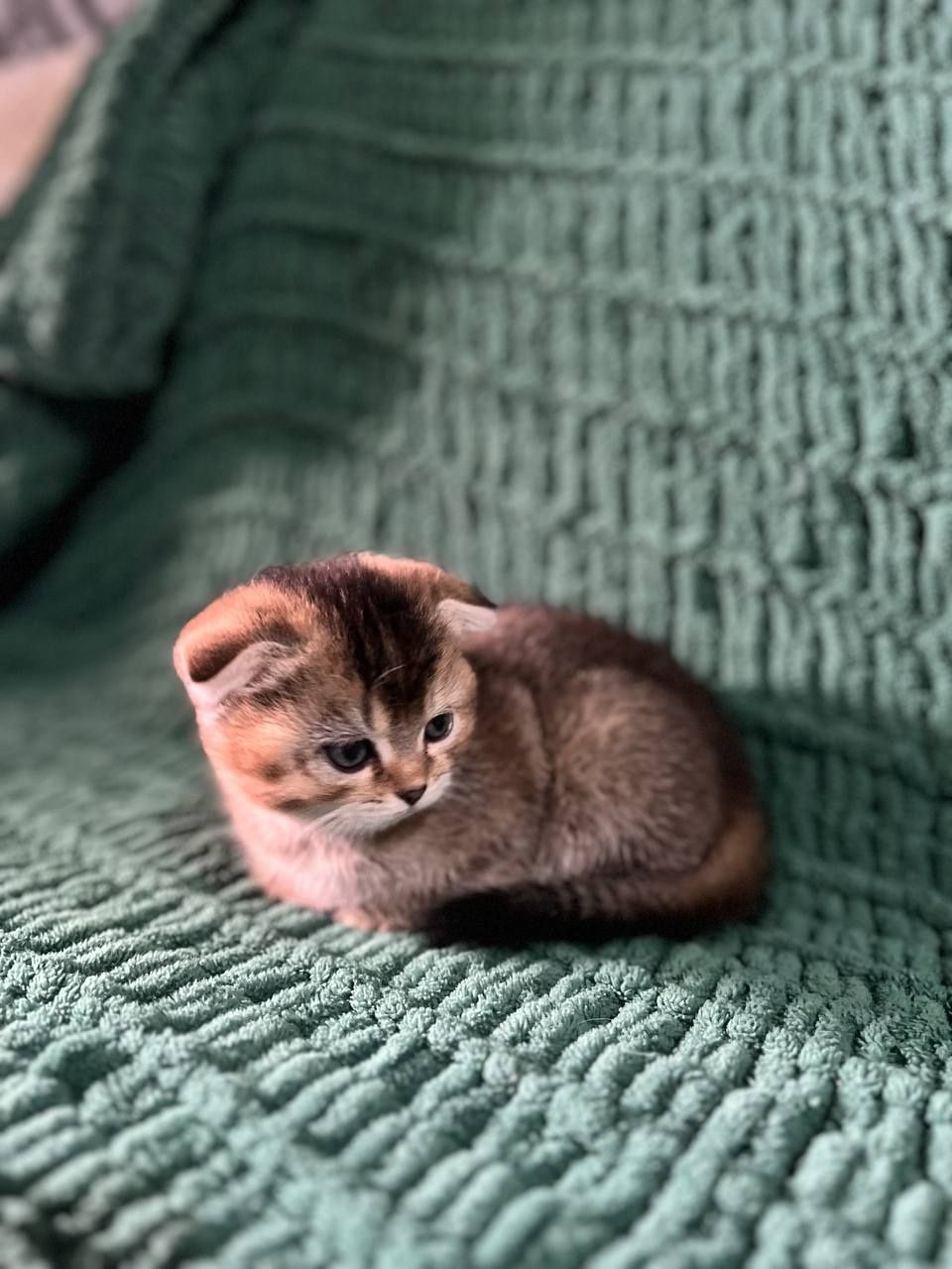 Котята золотая шиншилла