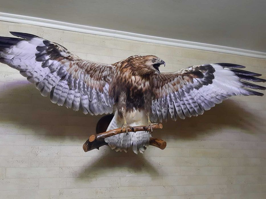 Продам. Муляж, эмитация канюка.