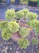 Plante ornamentale,globuri,tuia,spirale,bonsai