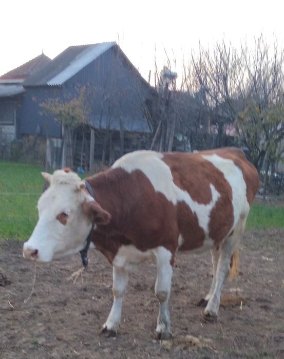 Vacă bună de Vînzare