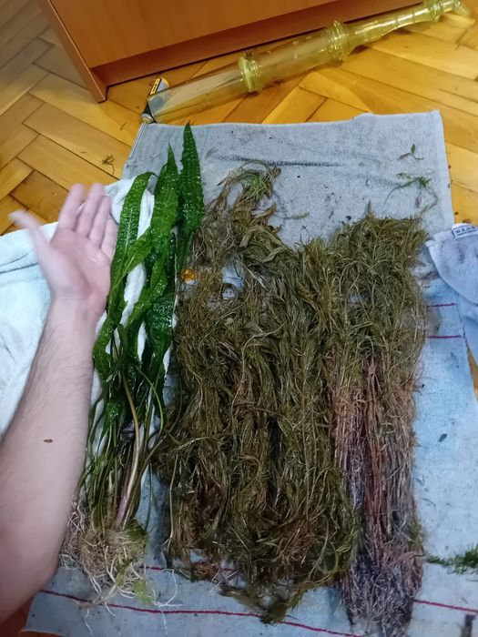 Plante acvariu Constanța