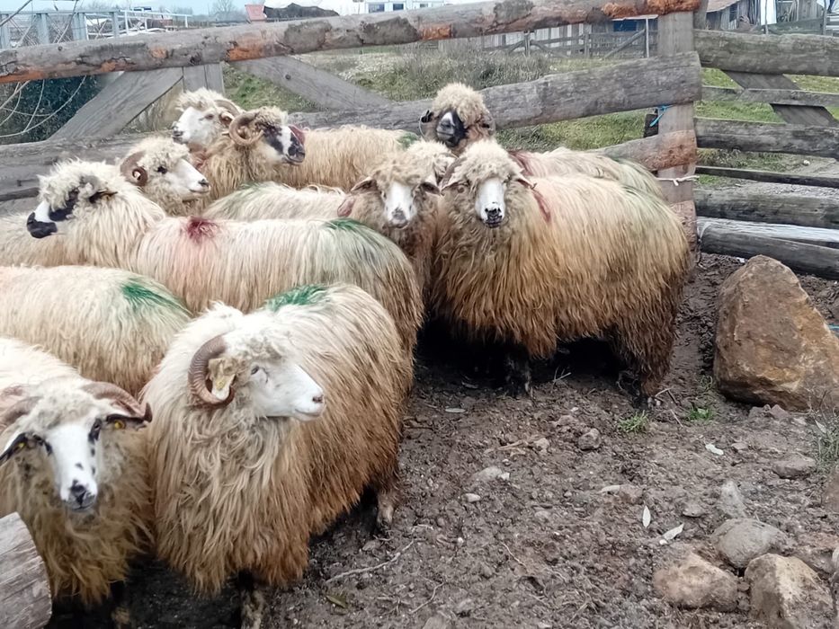 Vand 12 oi mioare la prima fatare