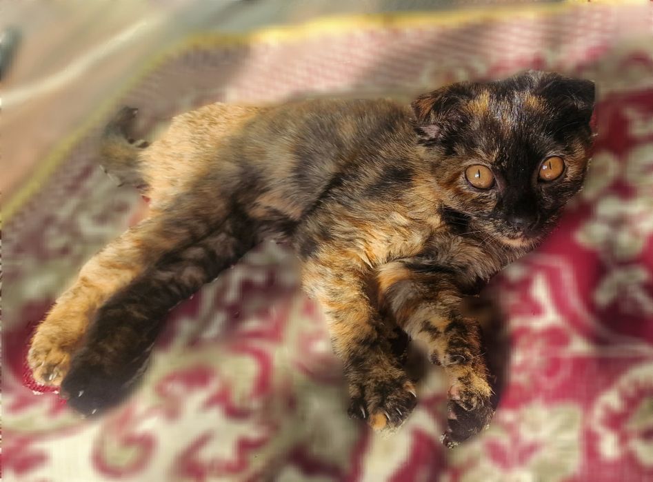Scottish Fold tortie, 2.5 oylik