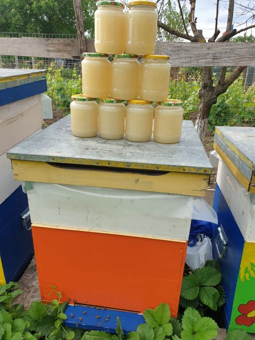 Miere de rapiță, salcâm, tei