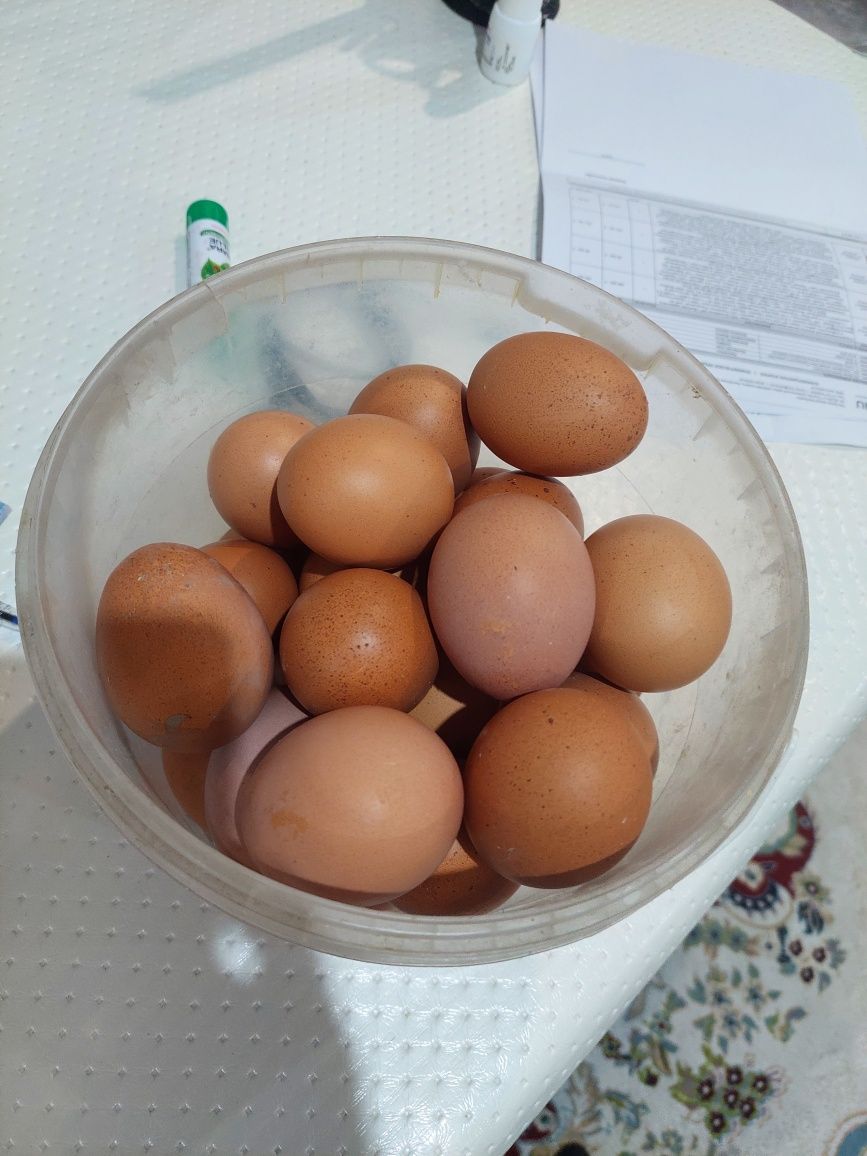 Инкубационные яйца Ломан браун