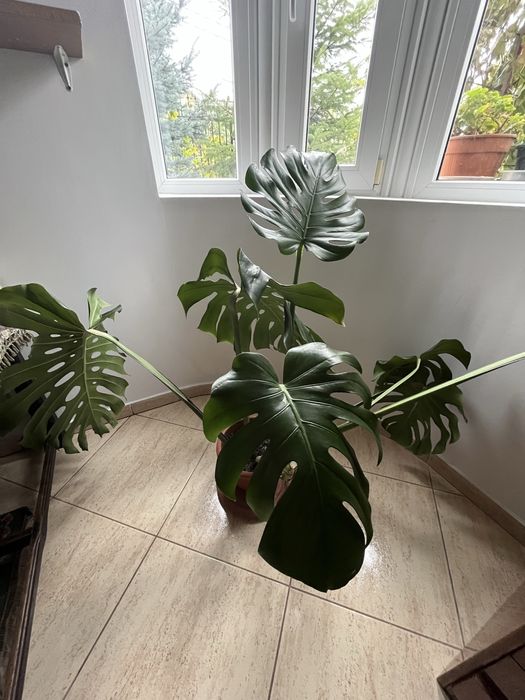 Monstera Deliciosa - planta de apartament