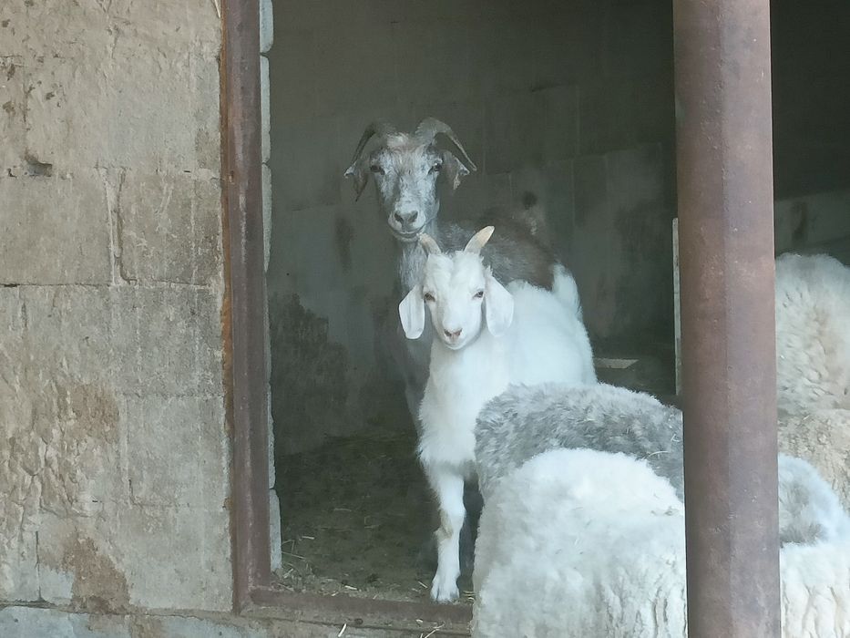 Продам 2 козы и 3 козленка