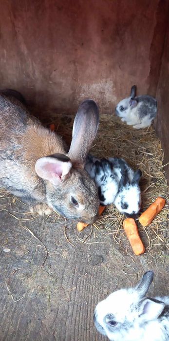 Vand iepuri Bio crescuti Natural pret atractiv