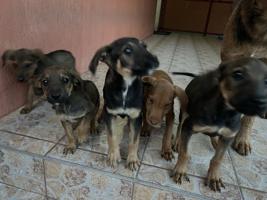 Donez caini 3 luni