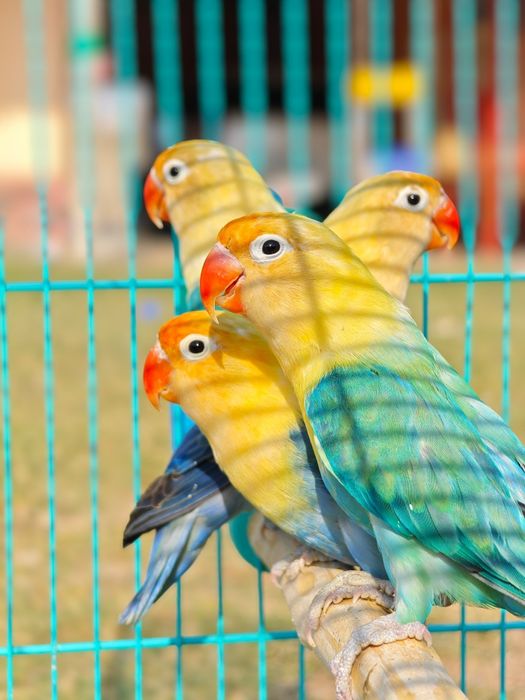 Попугай апалины (opaline)