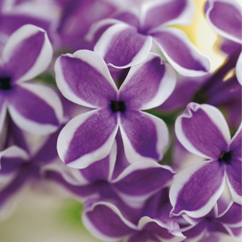 Pomi Oranamentali (Liliac Syringa Tip Copac )