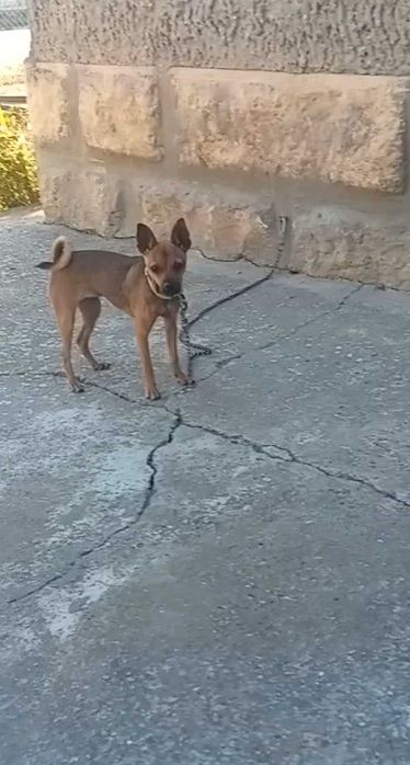 Продавам Сърнист Пинчер