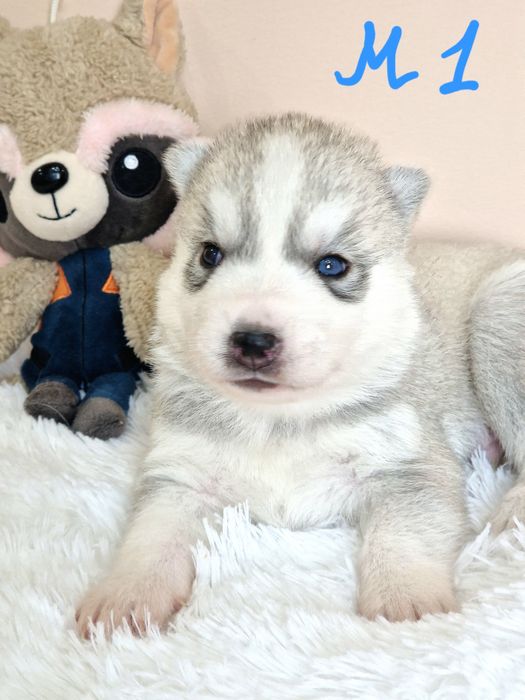 Самые классные малыши от Чемпионов!