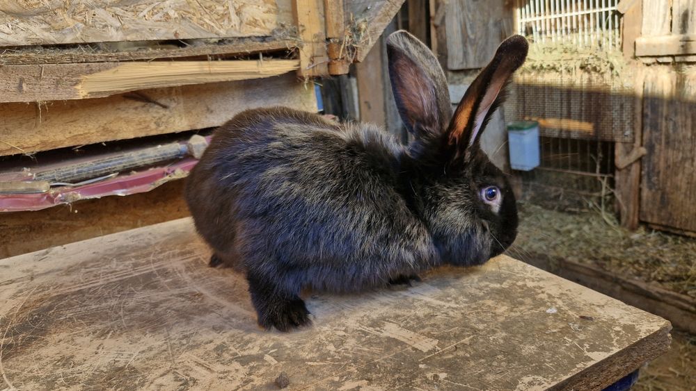 Iepuroi de anul acesta