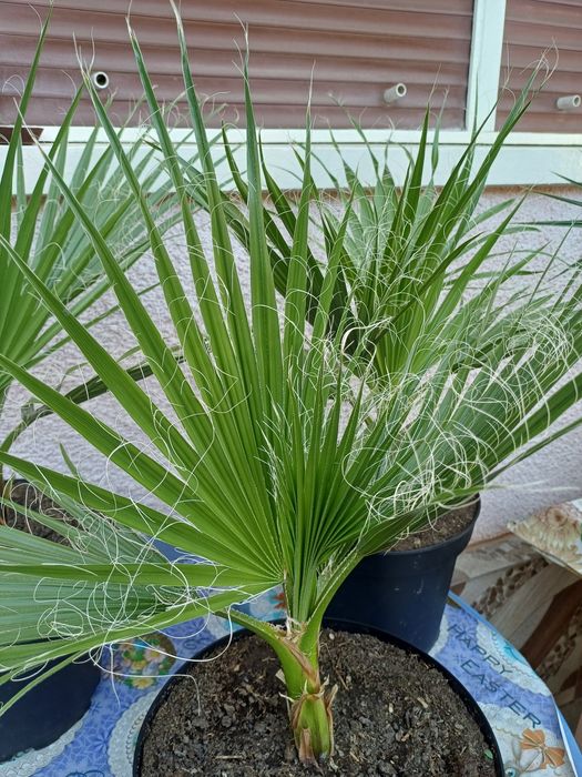 Palmieri washingtonia.-80 cm.