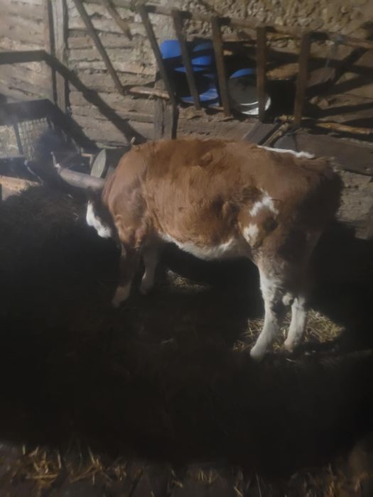 Vand viteaua baltata romaneasca