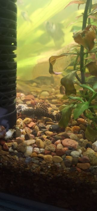 Аквариумные рыбки