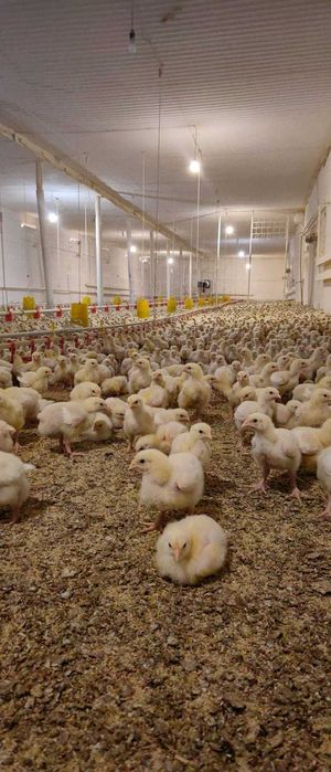 Бройлер, куры Росс, кооб, цыплята