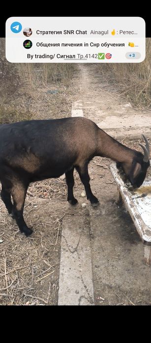 Заннен Ешки Наби ешки сатылады