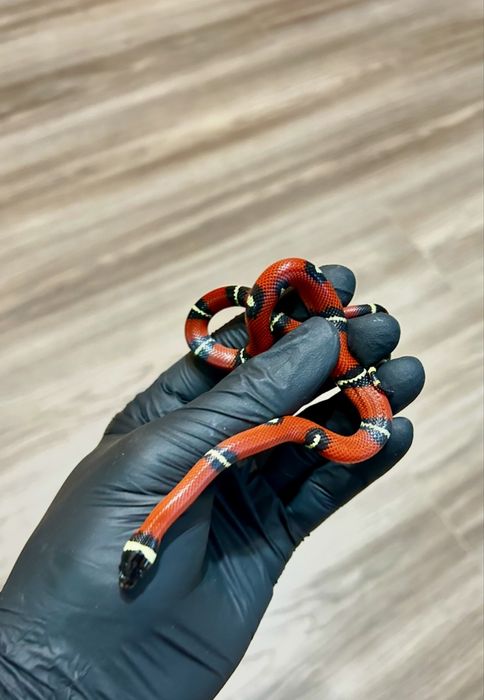 Млечна змия (Lampropeltis triangulum)