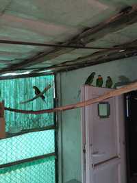 Vanzare papagali