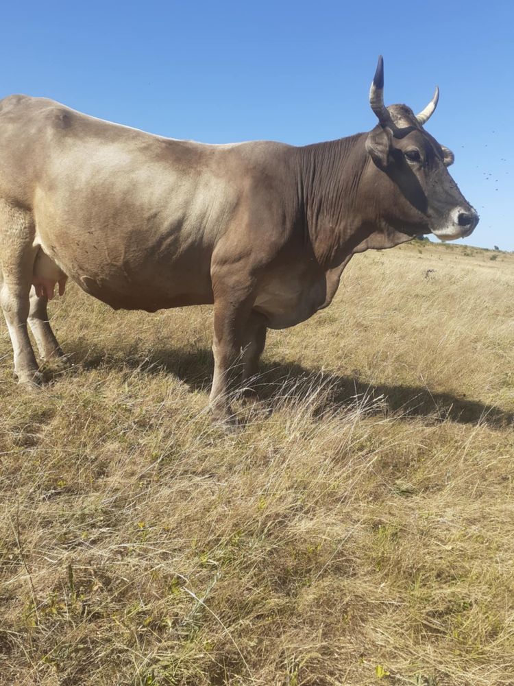 Vand vaca de afata