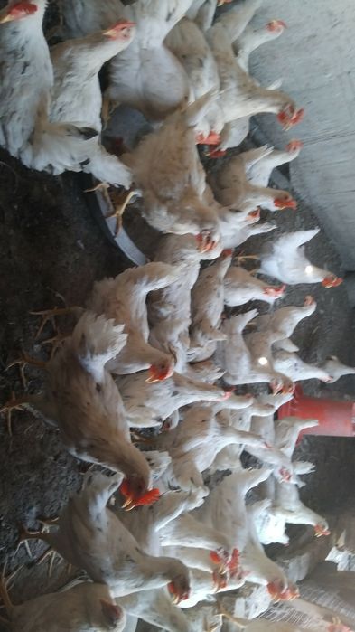 Ломан Сенди хурозлар сотилади  40та бор