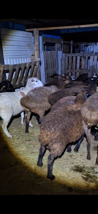 Қойлар сатылады.