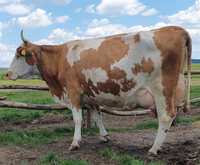 Vând vacă balțată românească cu o producție de 40 litri de lapte pe zi