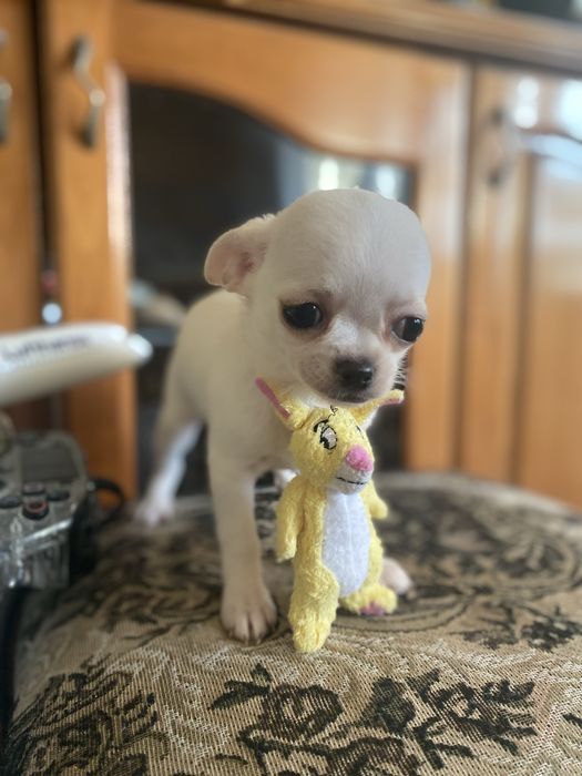 Чихуахуа късокосместо момиче