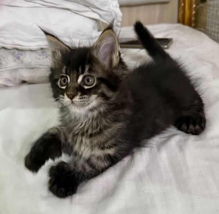 Мейн кун полидакты