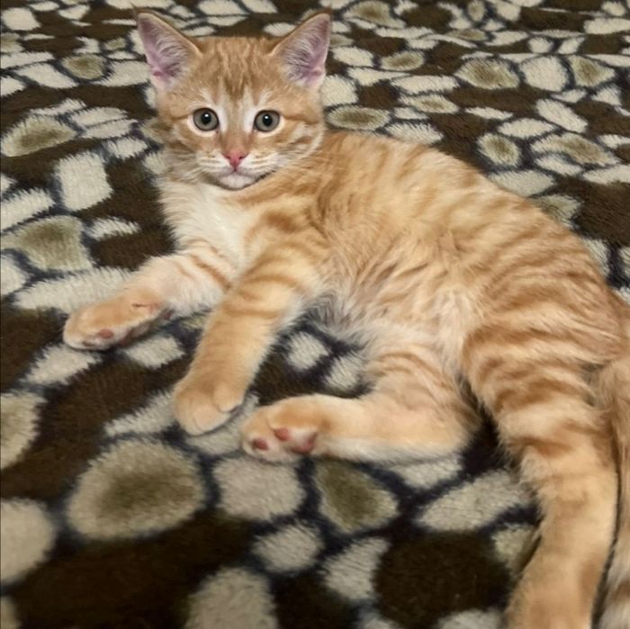 Не серьёзных просьба не беспокоитьПапа шотландец вислоухий