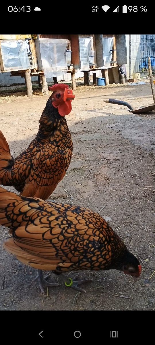 Sebright auriu,argintiu și chamois de anul trecut