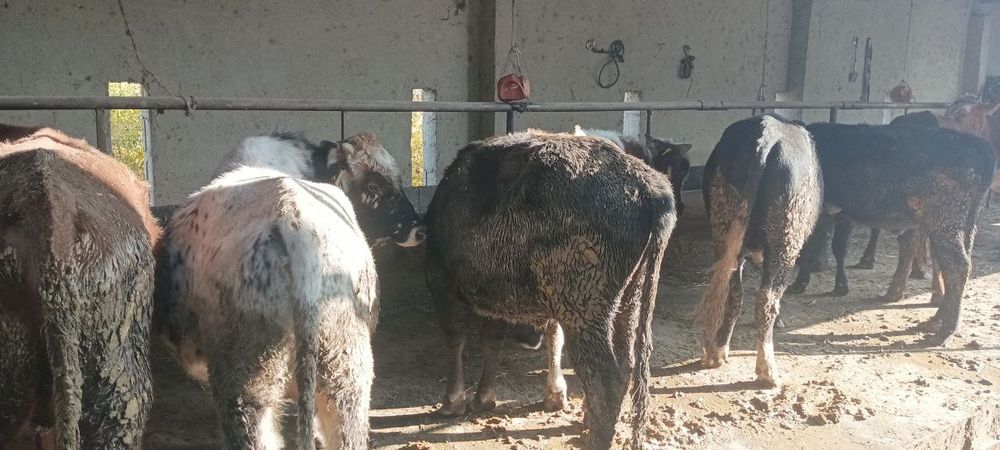 Qora mol buqalar sotiladi