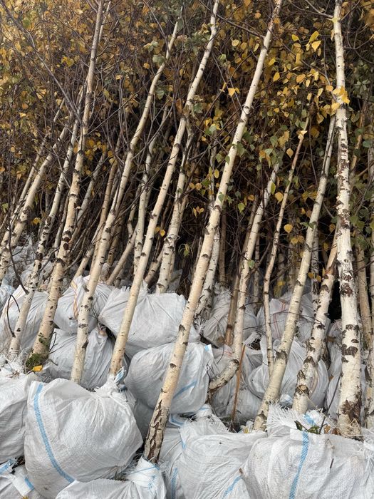 Mesteacan alb decorativ