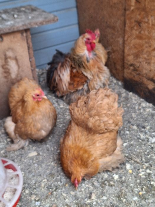 cochinchina pitic Pereche Alb