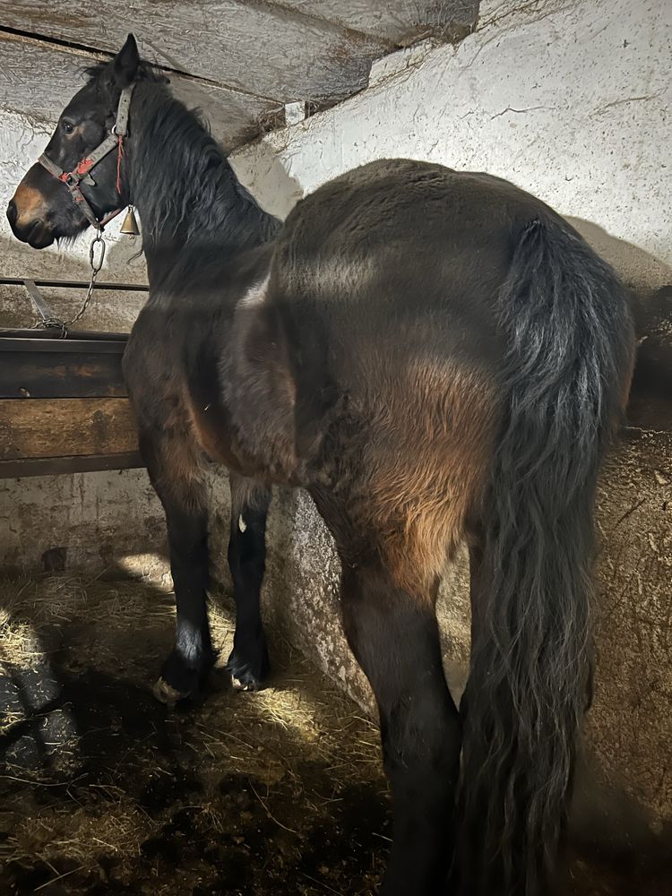 De vânzare iapă metis de frizian