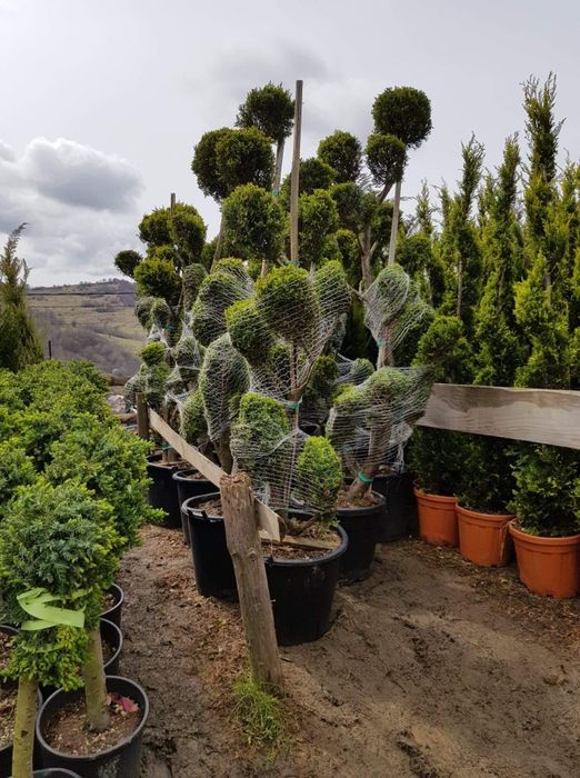 Vând magnolia grande flora pon pon cedrus Danica palmieri bonsai tuia