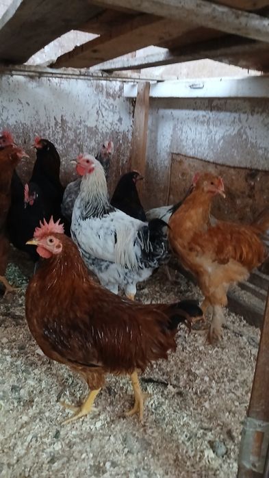 Cocoși italian ameraucana brahma tineret