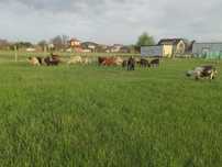 Продавам ярета много добри